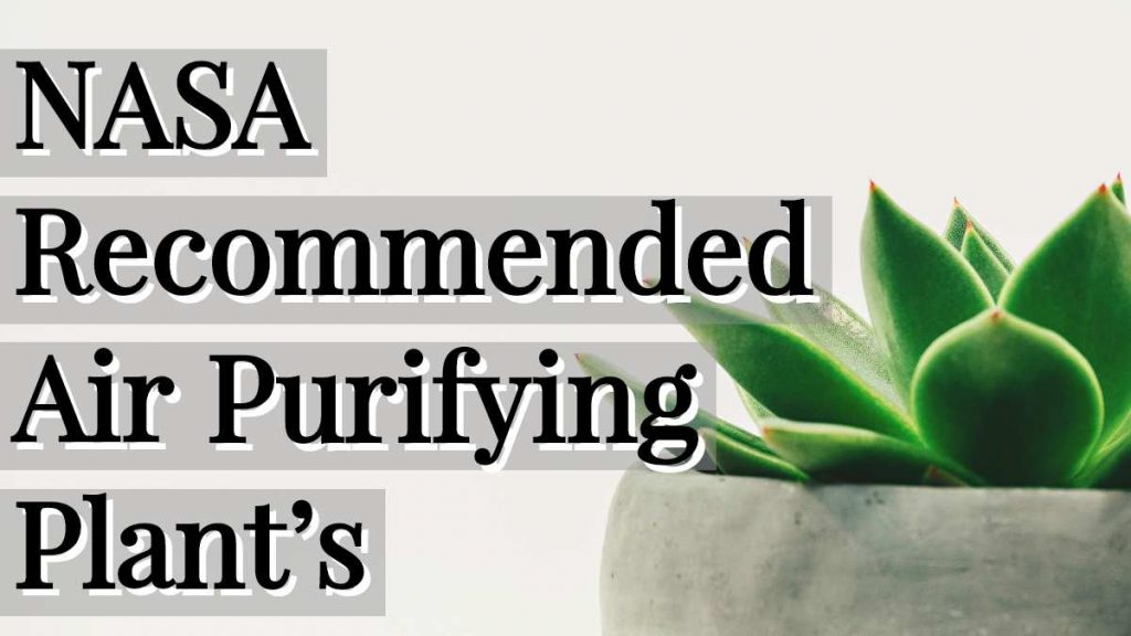 NASA Recommended Air-purifying Plants For Indoor That You Must Have In ...