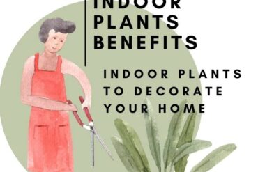 Indoor Plants Benefits and Indoor Plants to Decorate Your Home