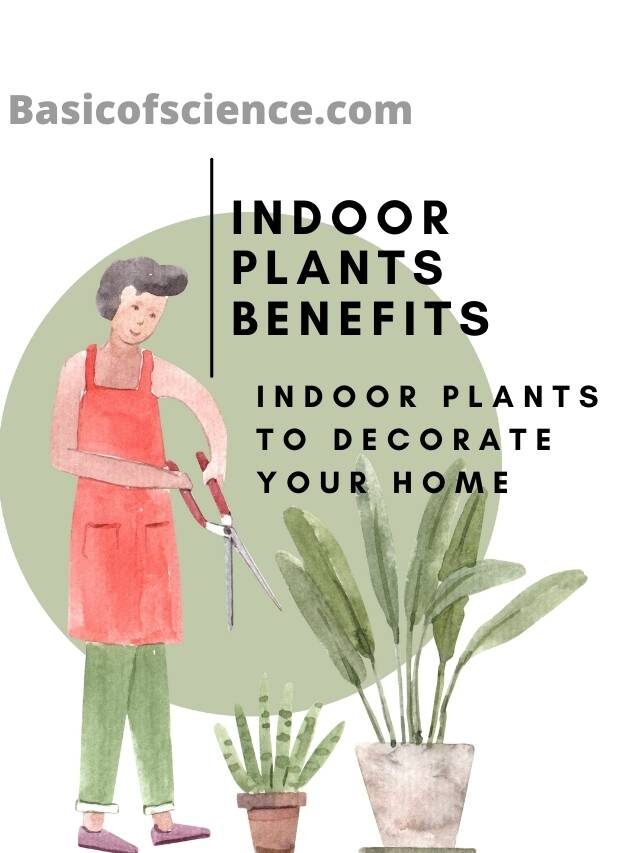 Indoor Plants Benefits and Indoor Plants to Decorate Your Home
